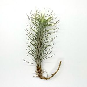 Air Plant - Tillandsia Funckiana
